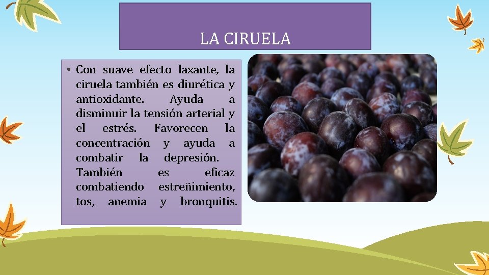 LA CIRUELA • Con suave efecto laxante, la ciruela también es diurética y antioxidante.