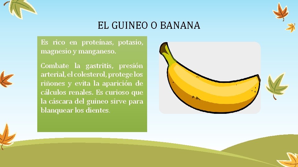 EL GUINEO O BANANA Es rico en proteínas, potasio, magnesio y manganeso. Combate la
