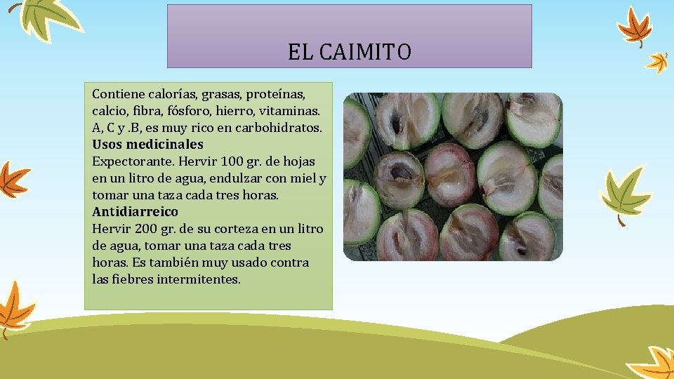 EL CAIMITO Contiene calorías, grasas, proteínas, calcio, fibra, fósforo, hierro, vitaminas. A, C y.