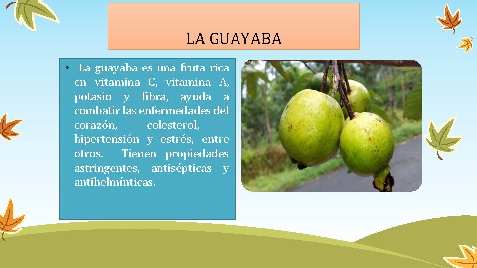 LA GUAYABA • La guayaba es una fruta rica en vitamina C, vitamina A,