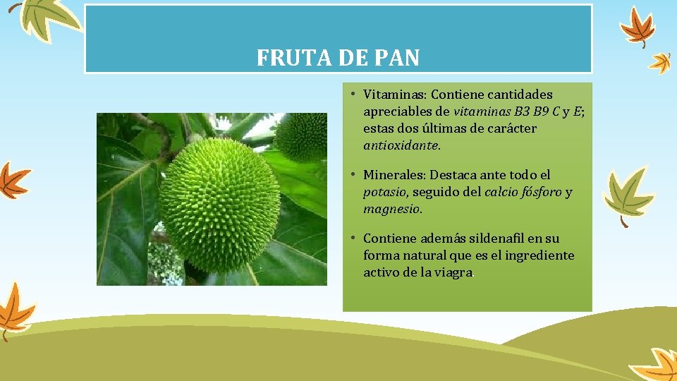FRUTA DE PAN • Vitaminas: Contiene cantidades apreciables de vitaminas B 3 B 9