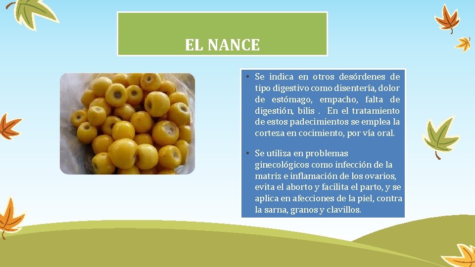 EL NANCE • Se indica en otros desórdenes de tipo digestivo como disentería, dolor