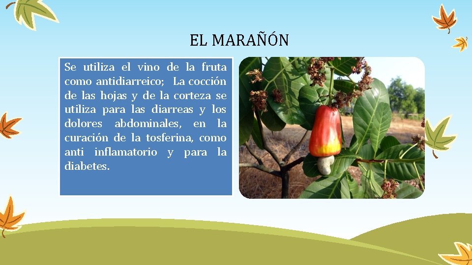  EL MARAÑÓN Se utiliza el vino de la fruta como antidiarreico; La cocción