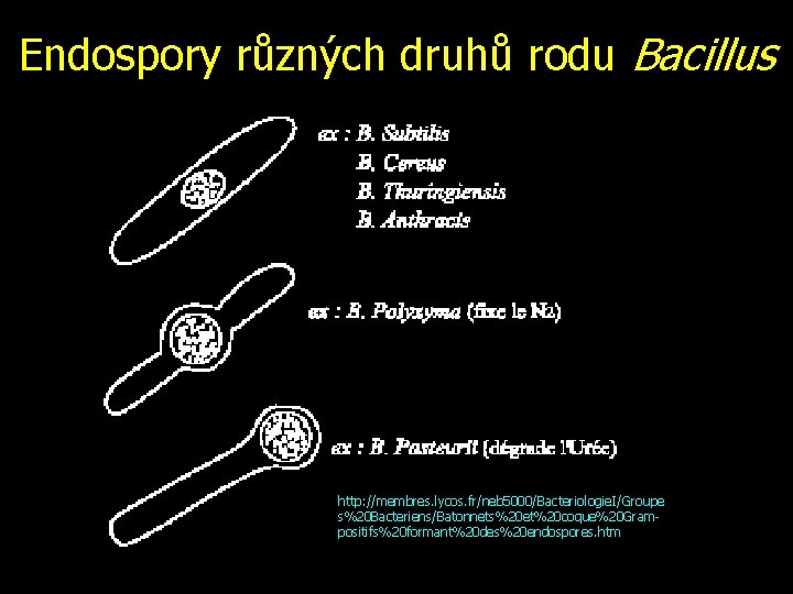 Endospory různých druhů rodu Bacillus http: //membres. lycos. fr/neb 5000/Bacteriologie. I/Groupe s%20 Bacteriens/Batonnets%20 et%20