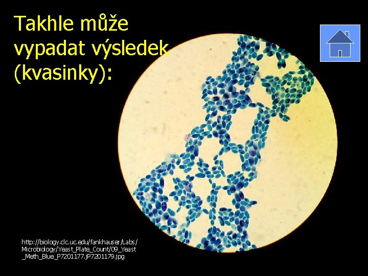 Takhle může vypadat výsledek (kvasinky): http: //biology. clc. uc. edu/fankhauser/Labs/ Microbiology/Yeast_Plate_Count/09_Yeast _Meth_Blue_P 7201177. j.