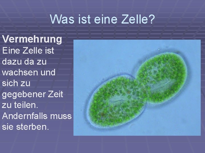 Was ist eine Zelle? Vermehrung Eine Zelle ist dazu da zu wachsen und sich