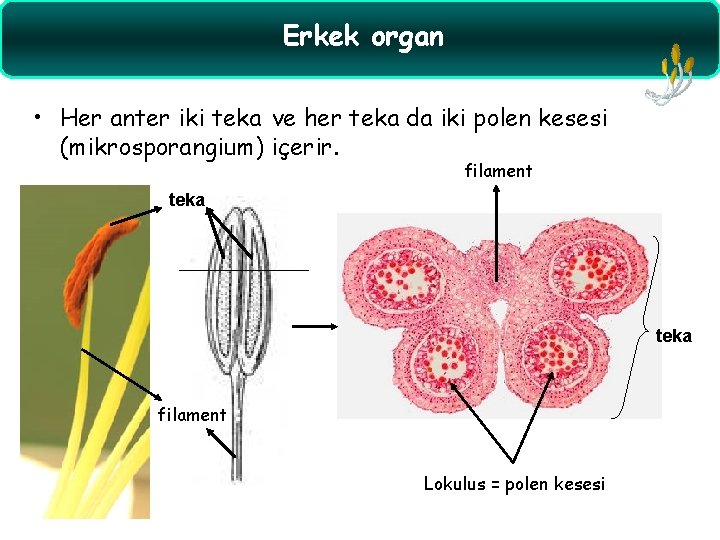Erkek organ • Her anter iki teka ve her teka da iki polen kesesi