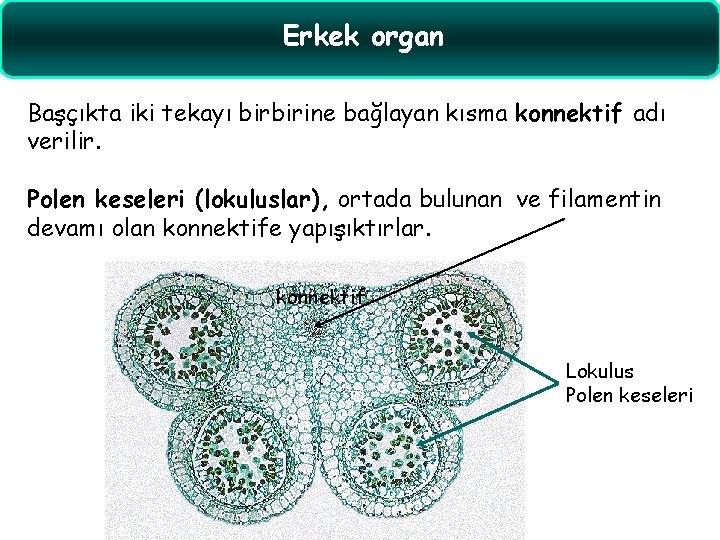 Erkek organ Başçıkta iki tekayı birbirine bağlayan kısma konnektif adı verilir. Polen keseleri (lokuluslar),