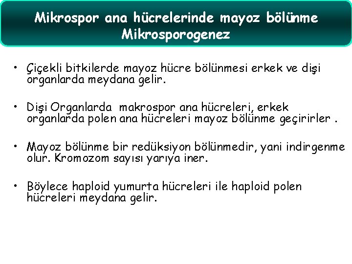 Mikrospor ana hücrelerinde mayoz bölünme Mikrosporogenez • Çiçekli bitkilerde mayoz hücre bölünmesi erkek ve