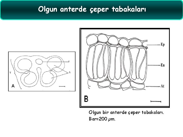 Olgun anterde çeper tabakaları Olgun bir anterde çeper tabakaları. Bar=200 µm. 