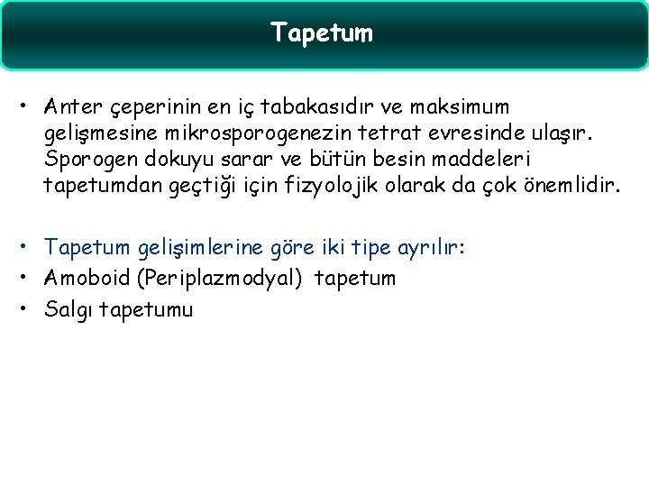 Tapetum • Anter çeperinin en iç tabakasıdır ve maksimum gelişmesine mikrosporogenezin tetrat evresinde ulaşır.