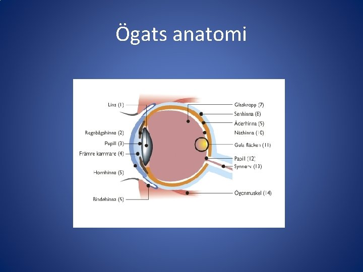 Ögats anatomi 