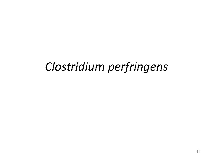 Clostridium perfringens 11 