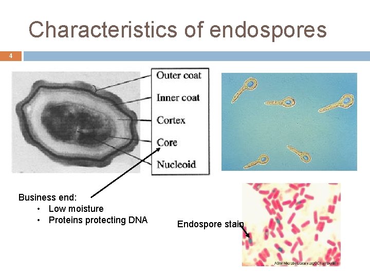 Characteristics of endospores 4 Business end: • Low moisture • Proteins protecting DNA Endospore