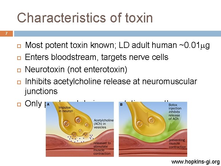 Characteristics of toxin 7 Most potent toxin known; LD adult human ~0. 01 mg