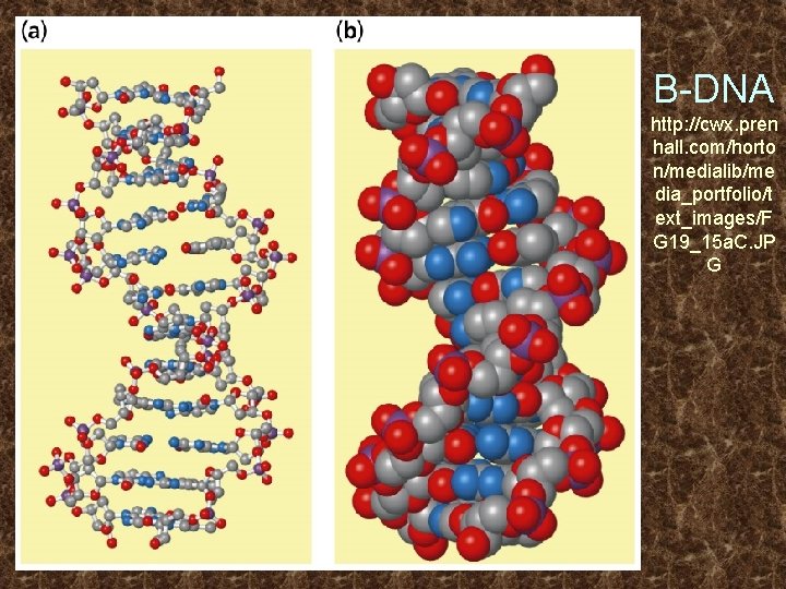 B-DNA http: //cwx. pren hall. com/horto n/medialib/me dia_portfolio/t ext_images/F G 19_15 a. C. JP