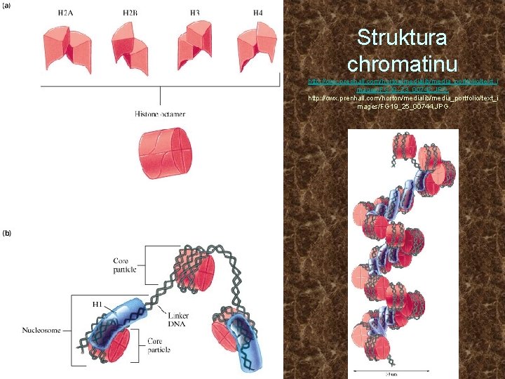 Struktura chromatinu http: //cwx. prenhall. com/horton/medialib/media_portfolio/text_i mages/FG 19_23_00742. JPG, http: //cwx. prenhall. com/horton/medialib/media_portfolio/text_i mages/FG