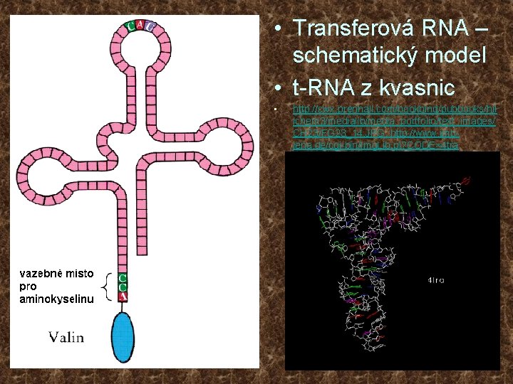  • Transferová RNA – schematický model • t-RNA z kvasnic • http: //cwx.