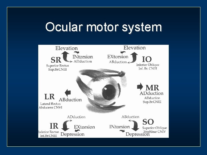 Ocular motor system 