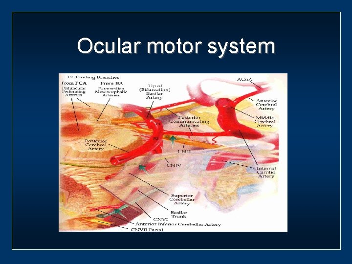 Ocular motor system 