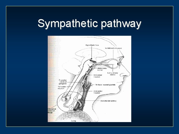 Sympathetic pathway 