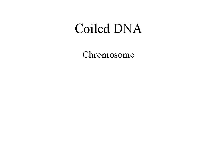 Coiled DNA Chromosome 