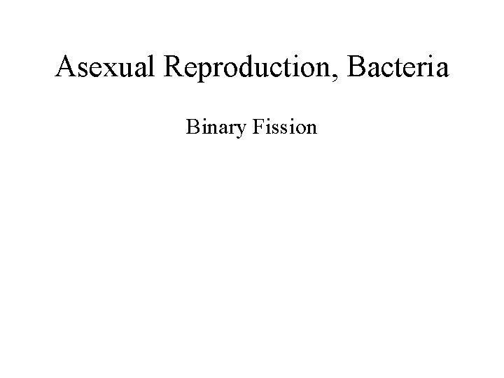 Asexual Reproduction, Bacteria Binary Fission 