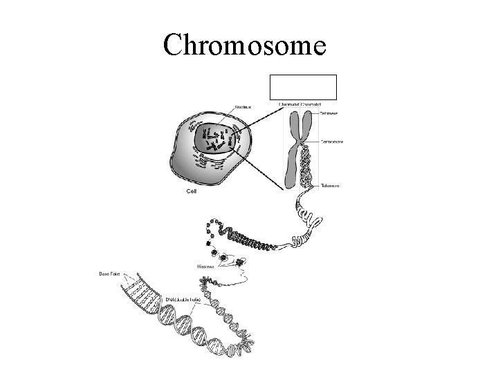 Chromosome 