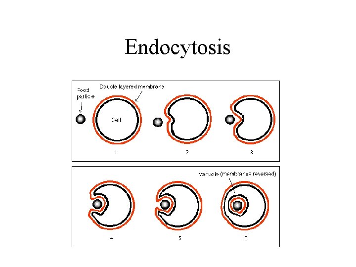 Endocytosis 