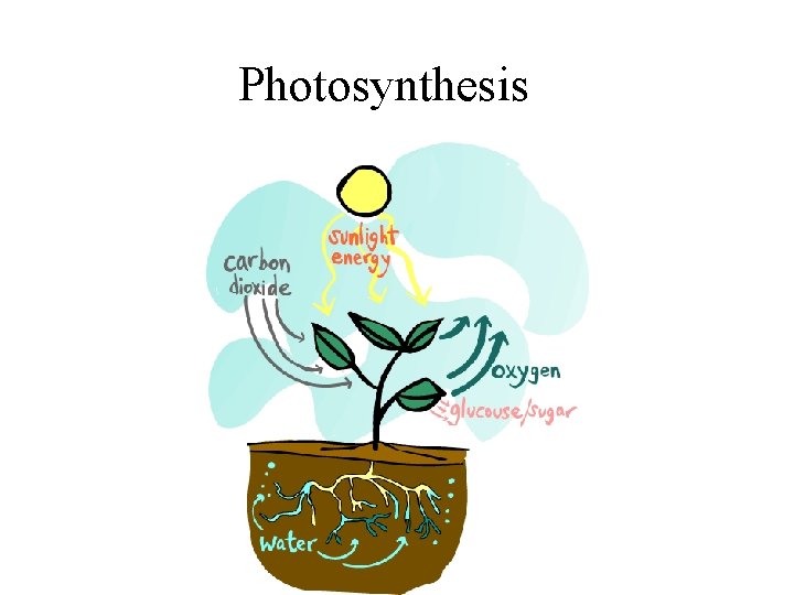 Photosynthesis 