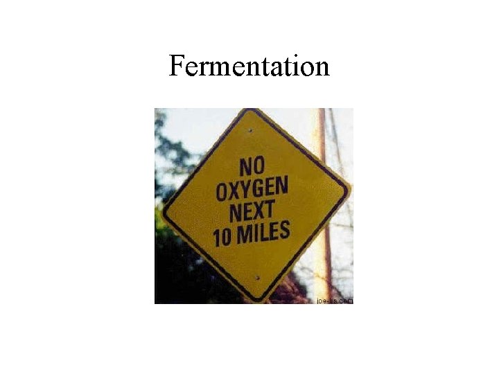 Fermentation 