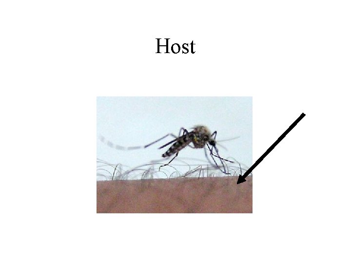 Host 