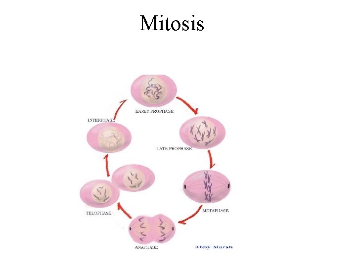 Mitosis 