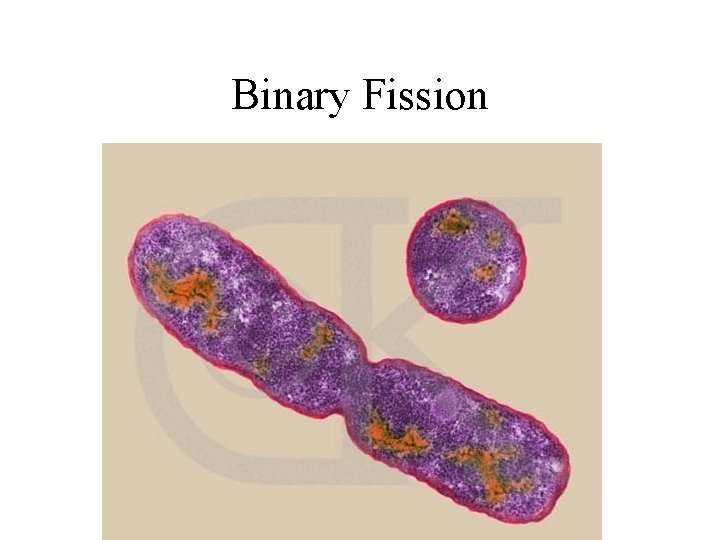 Binary Fission 