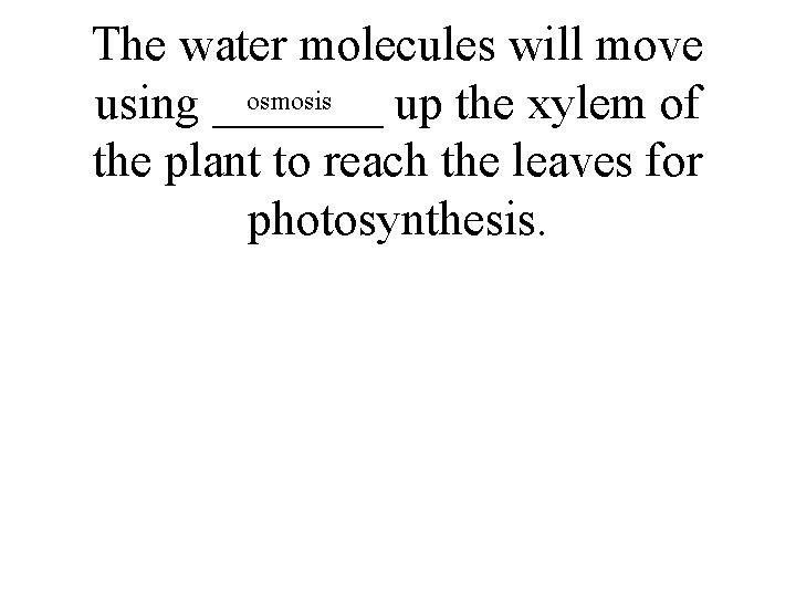 The water molecules will move osmosis using _______ up the xylem of the plant