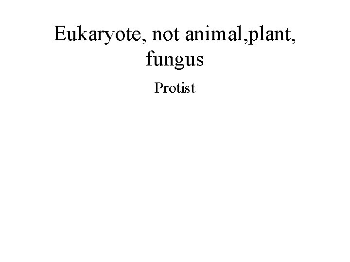 Eukaryote, not animal, plant, fungus Protist 