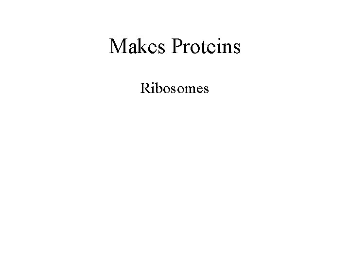 Makes Proteins Ribosomes 