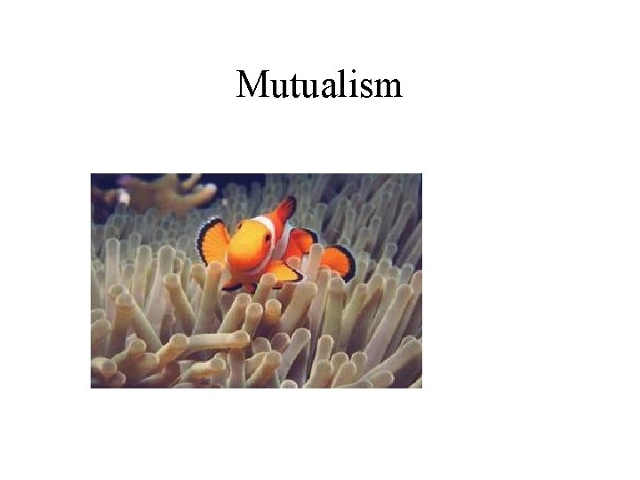 Mutualism 