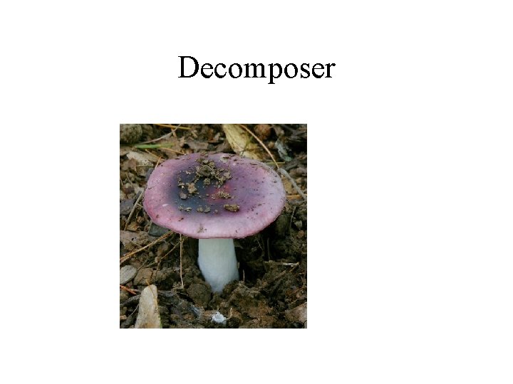 Decomposer 