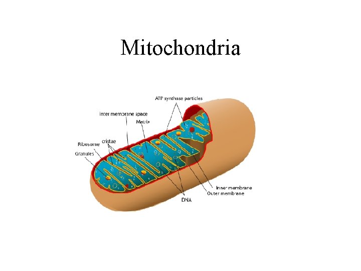 Mitochondria 