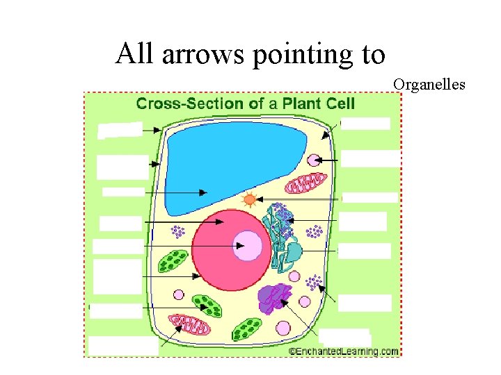 All arrows pointing to Organelles 