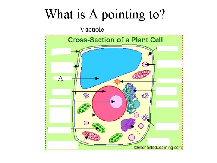 What is A pointing to? Vacuole A 