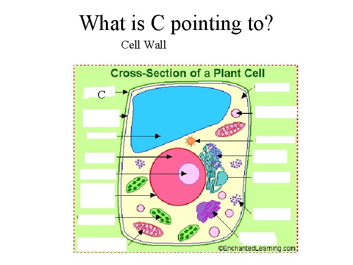 What is C pointing to? Cell Wall C 