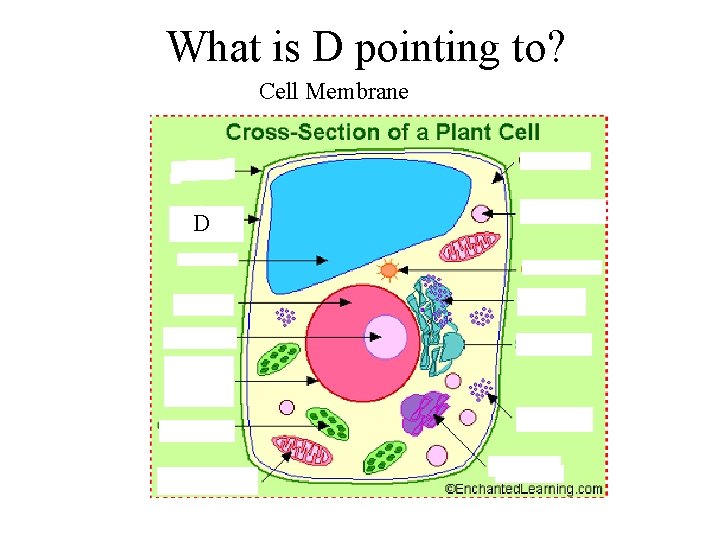 What is D pointing to? Cell Membrane D 