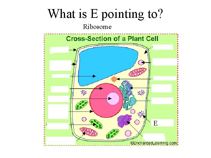 What is E pointing to? Ribosome E 