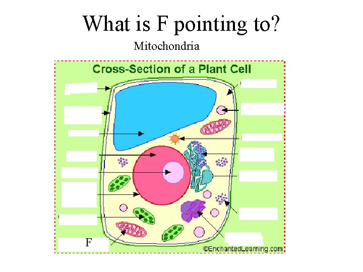 What is F pointing to? Mitochondria F 