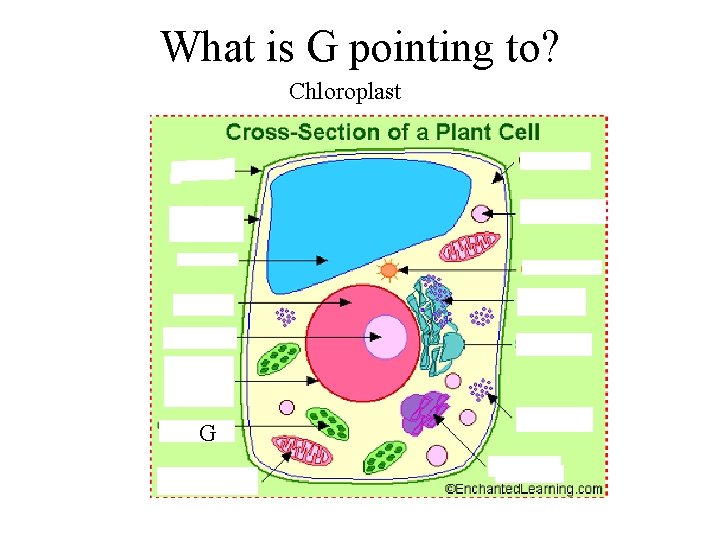 What is G pointing to? Chloroplast G 