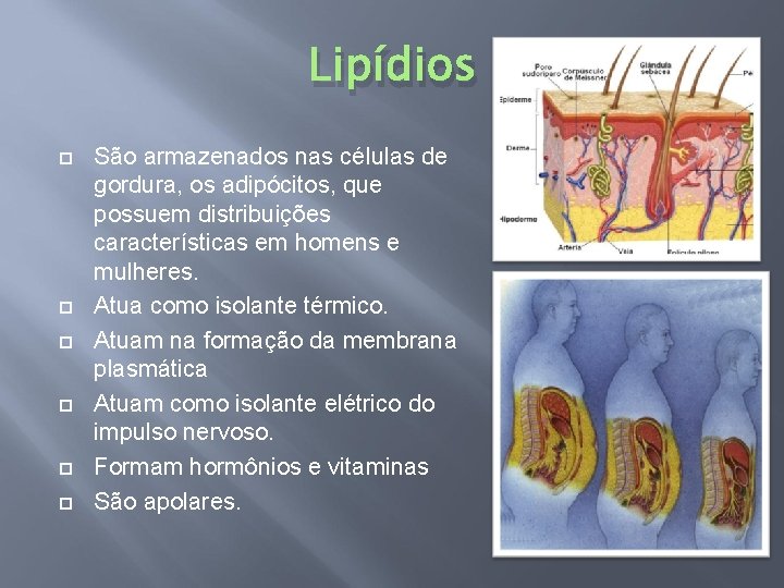 Lipídios São armazenados nas células de gordura, os adipócitos, que possuem distribuições características em