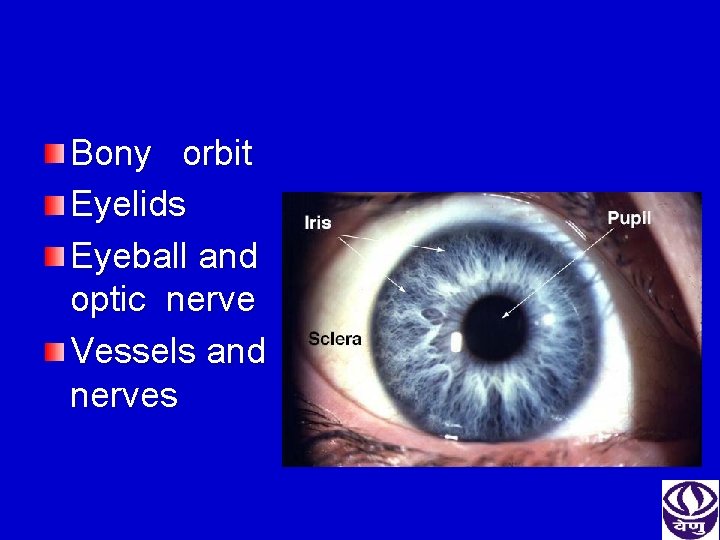 Bony orbit Eyelids Eyeball and optic nerve Vessels and nerves 
