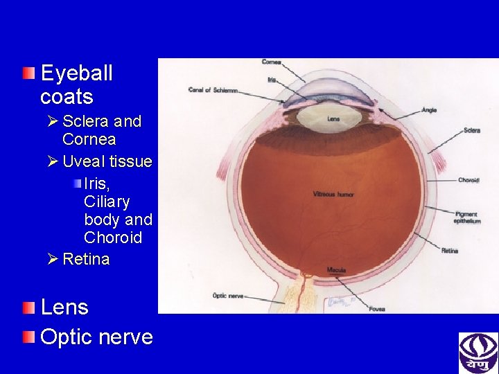 Eyeball coats Ø Sclera and Cornea Ø Uveal tissue Iris, Ciliary body and Choroid